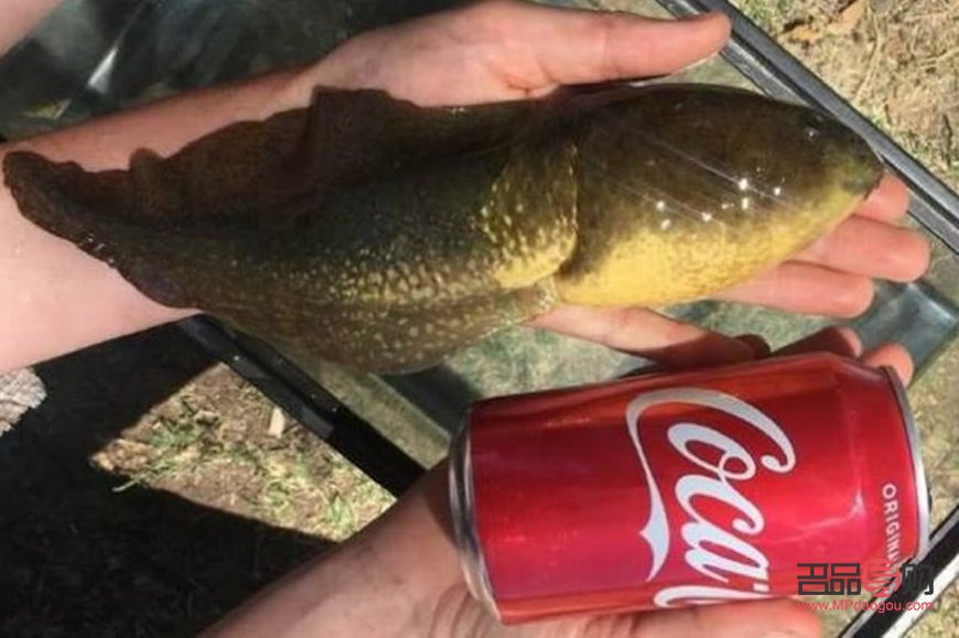 眼影的画法图片步骤简笔画怎么画(眼影的画法图片步骤简笔画怎么画好看)