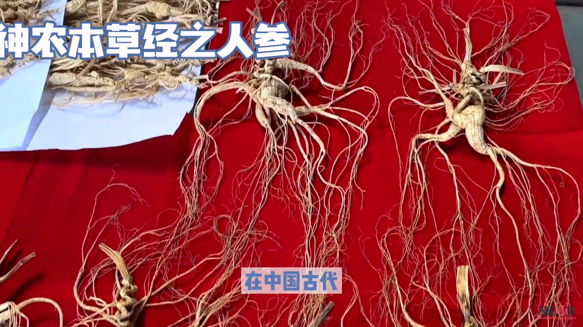 本草身体护理液怎么用(本草身体护理液怎么用的)