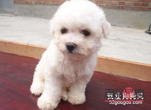 小比熊美容费用知多少？全面解析小比熊美容价格与服务