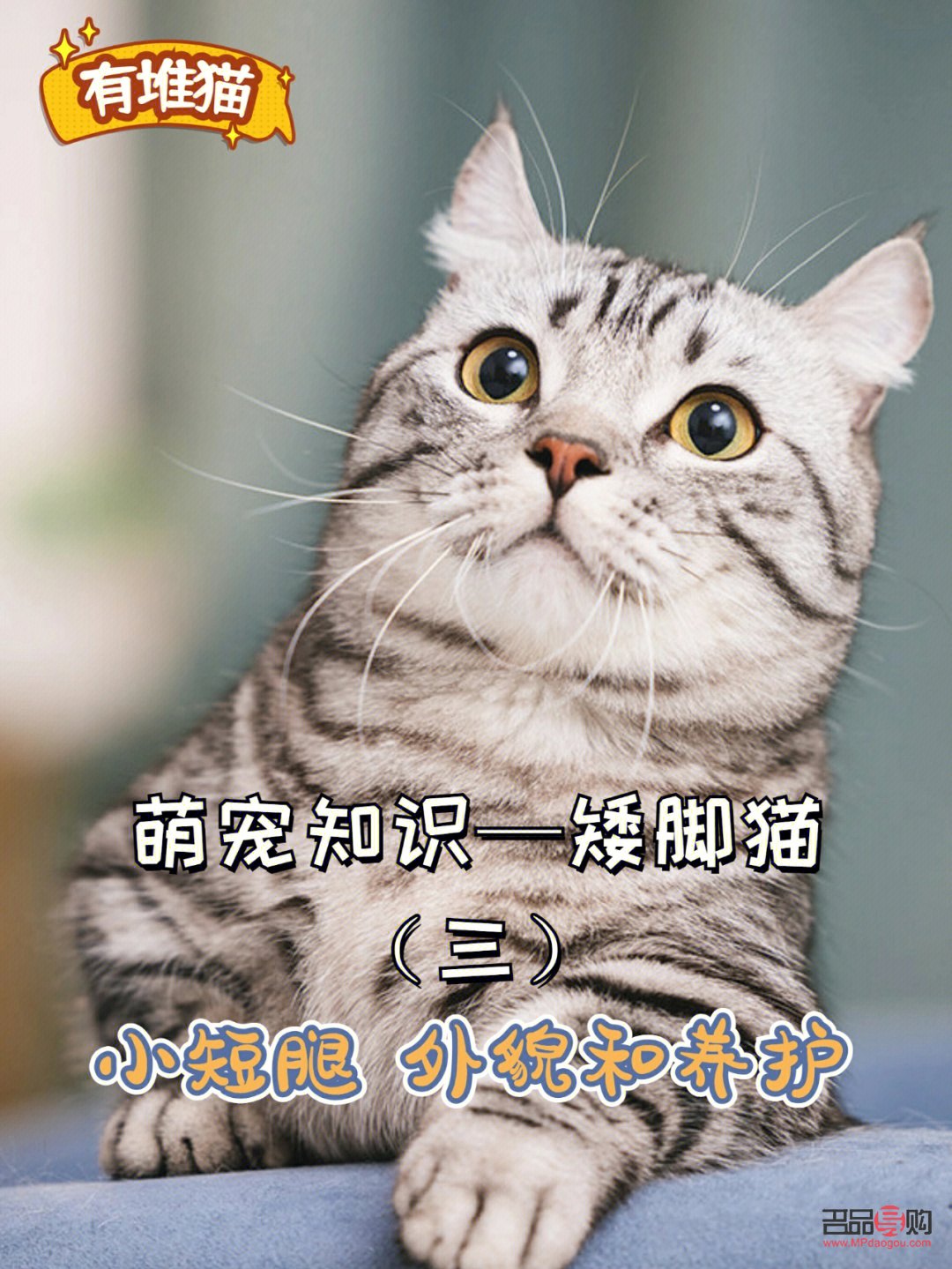 短腿猫如何护理好身体(短腿猫如何护理好身体呢)