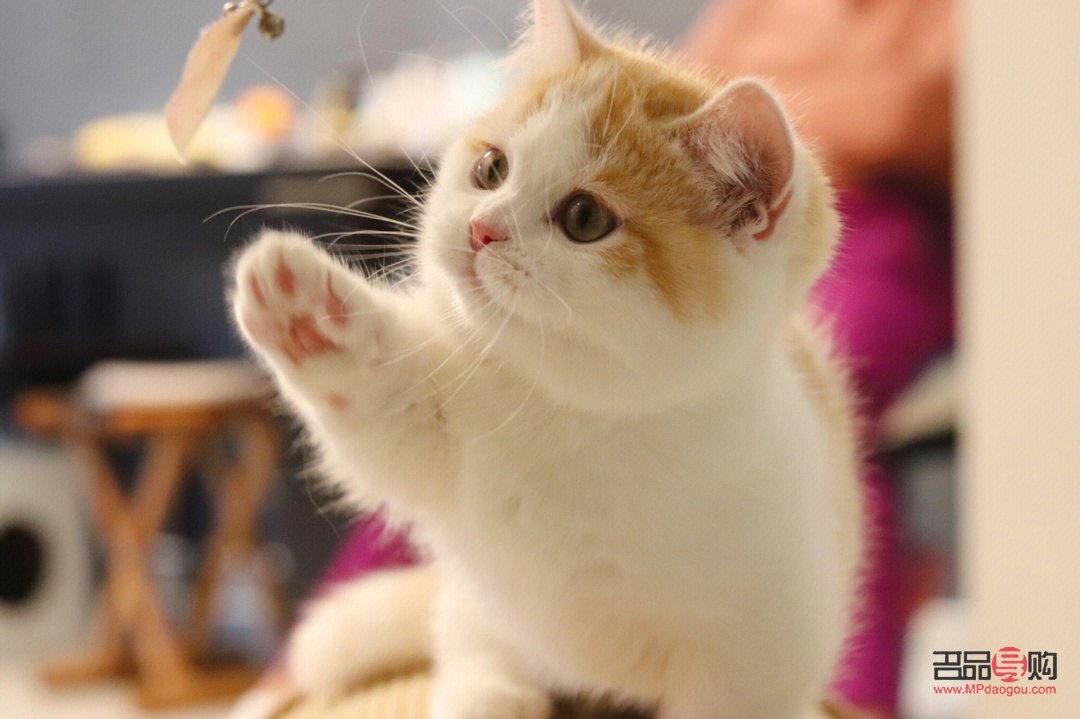 短腿猫如何护理好身体(短腿猫如何护理好身体呢)