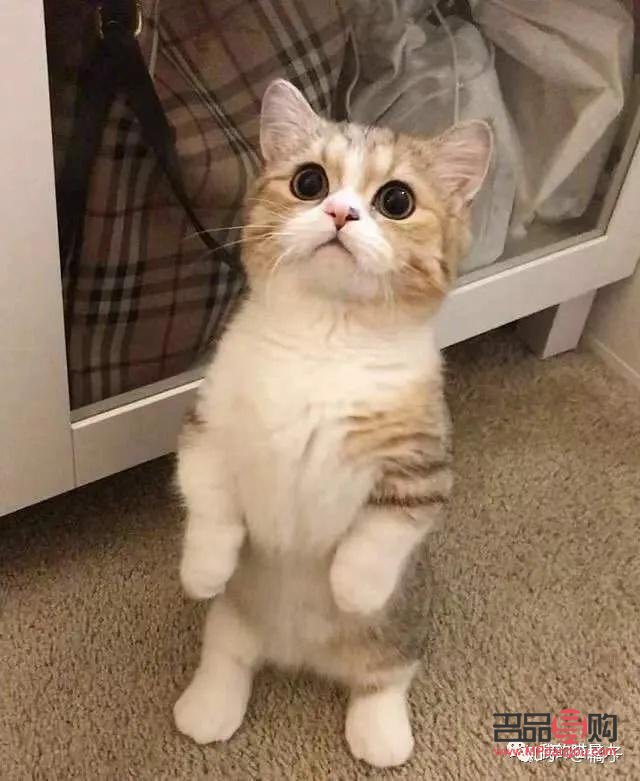 短腿猫如何护理好身体(短腿猫如何护理好身体呢)