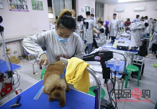 宠物美容哪家(宠物美容哪家学校好)