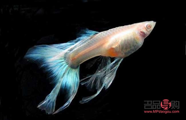 怎样护理孔雀鱼身体(怎样护理孔雀鱼身体最好)
