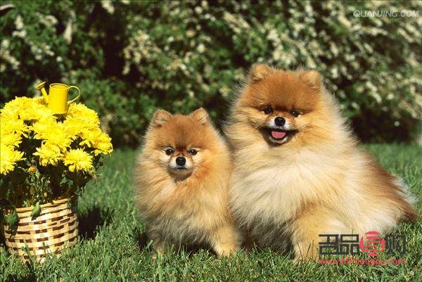 <h3>无需美容的天然美犬种</h3> <h3>无需美容的天然美犬种</h3>