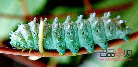 新月形眼睛好看吗(新月形眼睛好看吗图片)