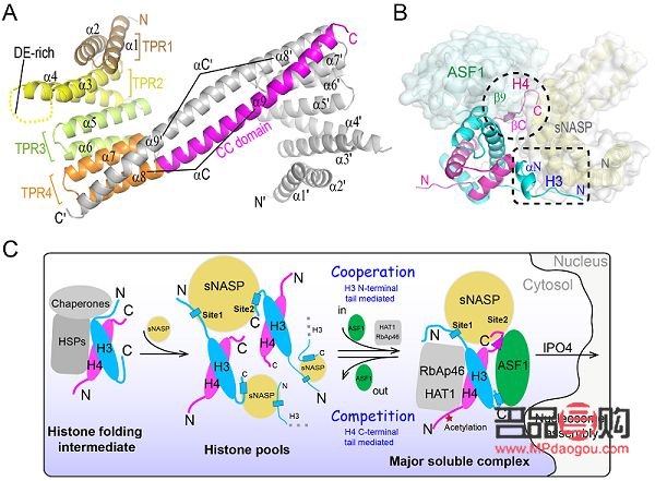 <h3>椰肉美容之谜：天然护肤的瑰宝</h3>