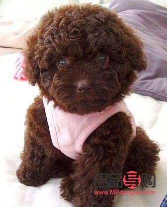 怎么给泰迪护理身体呢(怎么给泰迪护理身体呢图片)