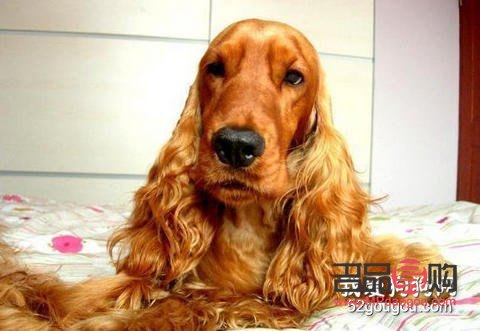 <h3>英卡美容全攻略：打造靓丽毛发的秘诀</h3>