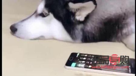 金毛妈妈送什么礼物(金毛妈妈送什么礼物好)