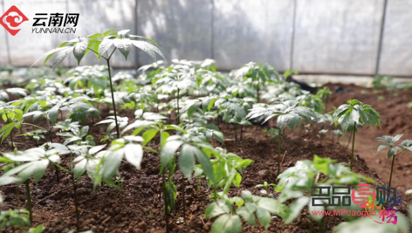 <h3>三七粉美容秘籍：焕发肌肤光彩的东方神草</h3>