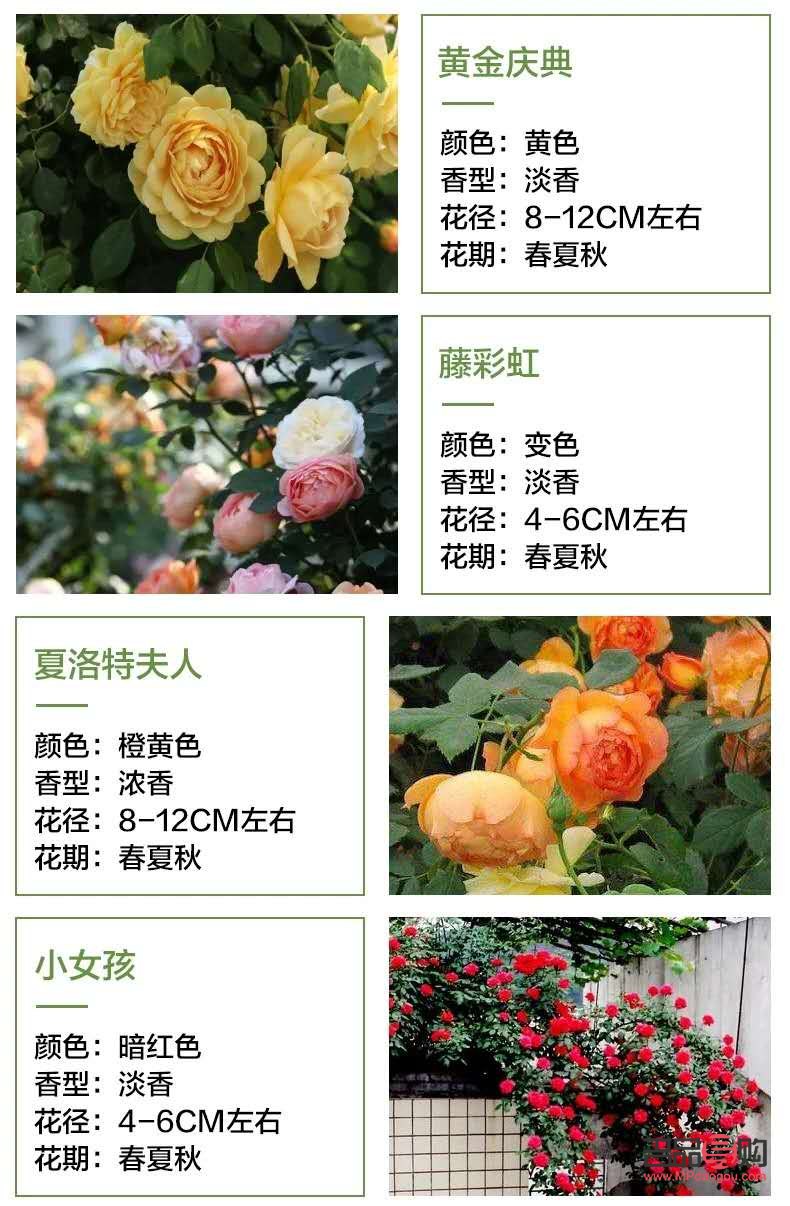 <h3>月季花的美容搭配秘籍</h3>