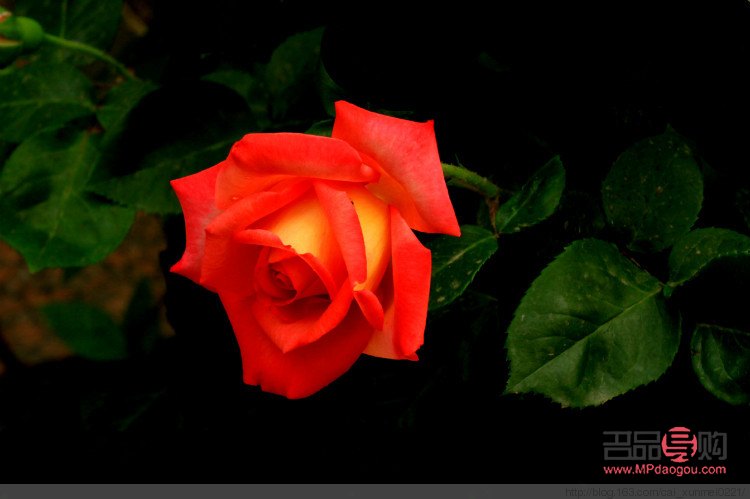 <h3>月季花的美容搭配秘籍</h3>