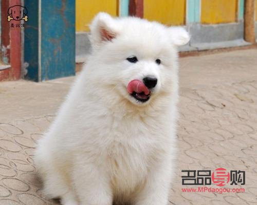 <h1>萨摩耶美容宝典：打造靓丽爱犬的全方位指南</h1>