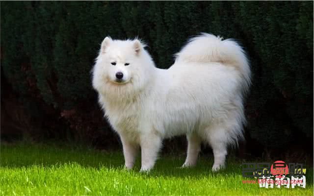 <h1>萨摩耶美容宝典：打造靓丽爱犬的全方位指南</h1>