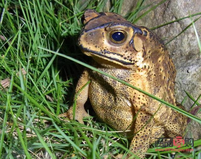 <h3>蛤蟆油美容秘籍：焕发肌肤光彩的神奇之油</h3>