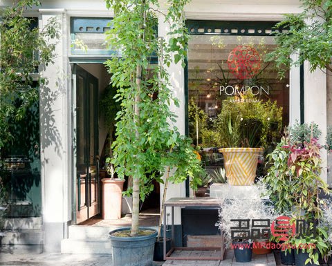 <h3>美容院门口绿化之选：增添雅致的植物推荐</h3>