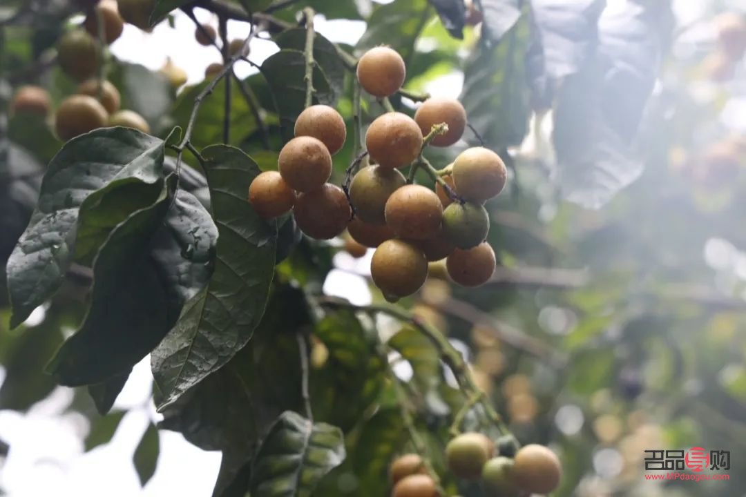 <h3>黑黄皮彩妆指南：打造魅力四溢的妆容</h3>