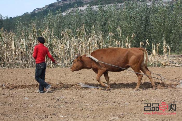 高楼什么礼物(高楼什么礼物最值钱)