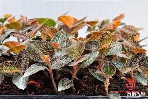 <h3>金线莲种植投资分析</h3>