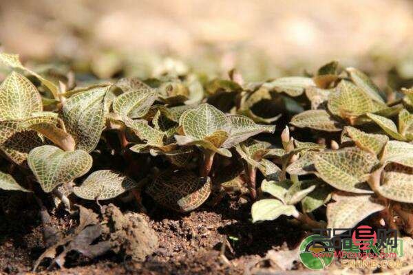 金线莲种植投资分析
