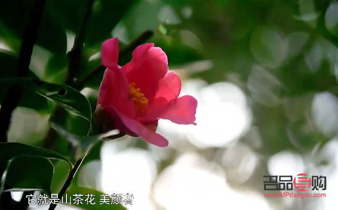 山茶花的美容奥秘