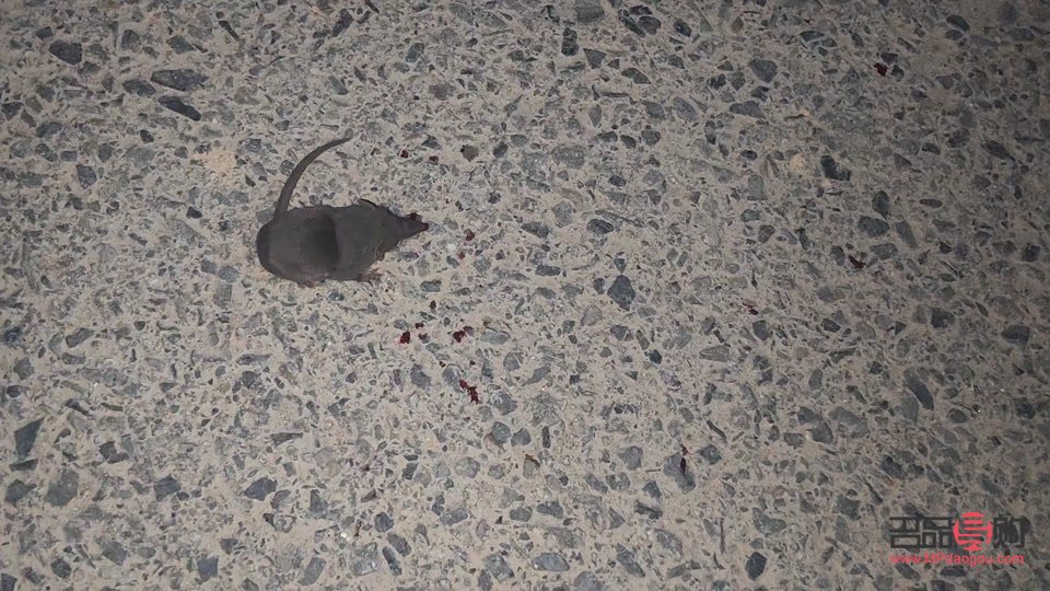 双屿哪家美容院好(双屿哪家美容院好点)