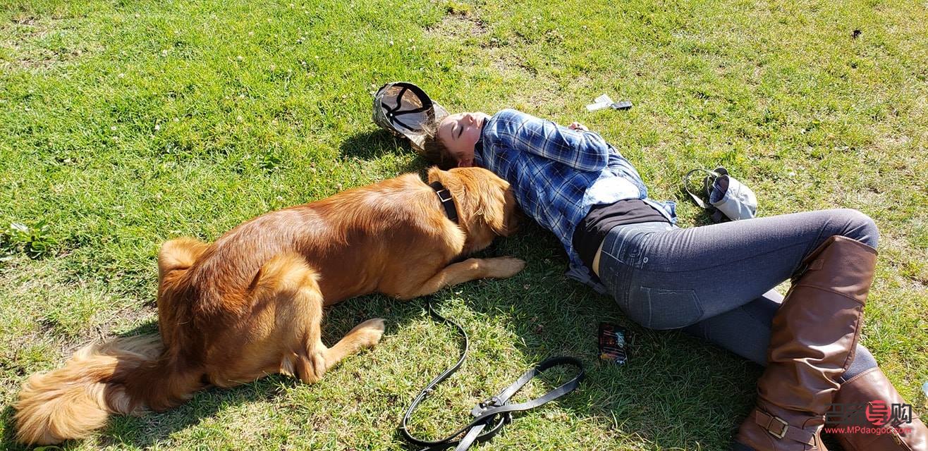 <h3>探究狗狗为何不去寻找礼物的原因</h3>