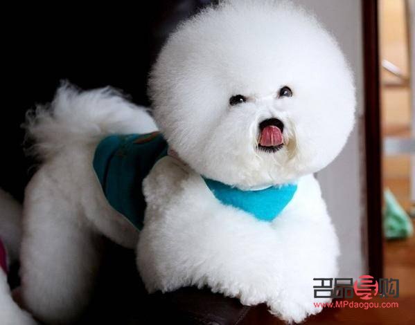 狗月子怎么护理身体(狗月子怎么护理身体好)