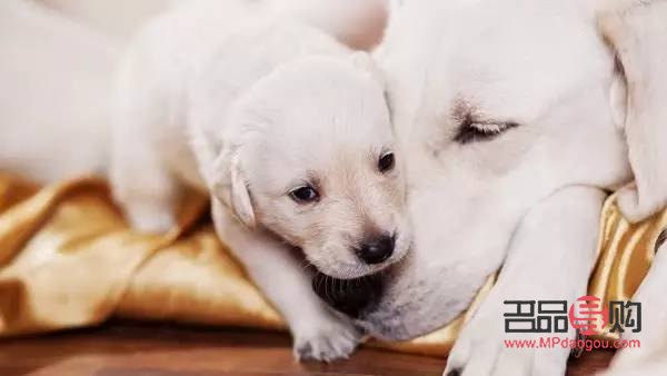 狗月子怎么护理身体(狗月子怎么护理身体好)