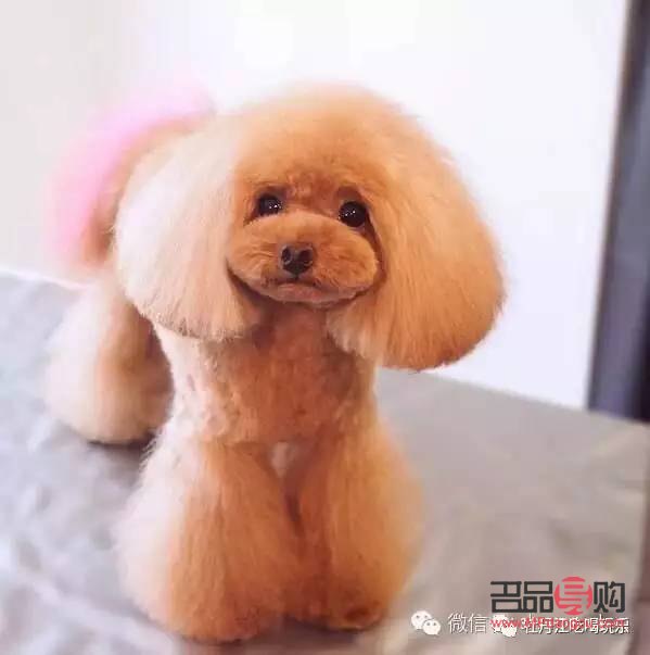 <h3>爱犬美容宝典：打造靓丽毛孩子的秘诀</h3>