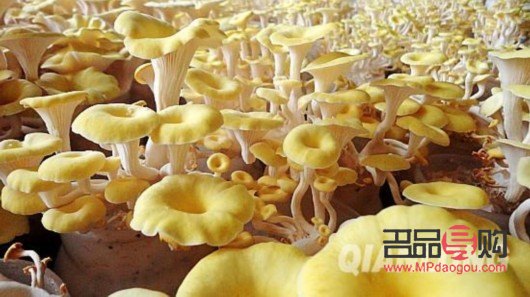 通州黄金回收在哪里回收(上门回收黄金的平台)