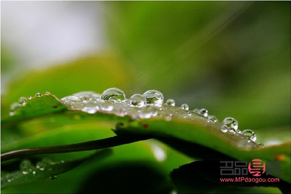 <h1>美容圣品——珍珠露,焕发肌肤光彩</h1> <h1>美容圣品——珍珠露,焕发肌肤光彩</h1>