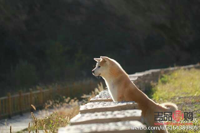 早上起来眼睛下面肿是怎么回事(早上起来眼睛下面肿是怎么回事儿)