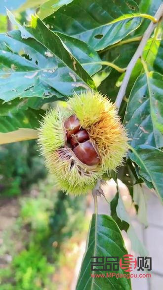 女生喝什么美容(女生喝什么美容养颜)