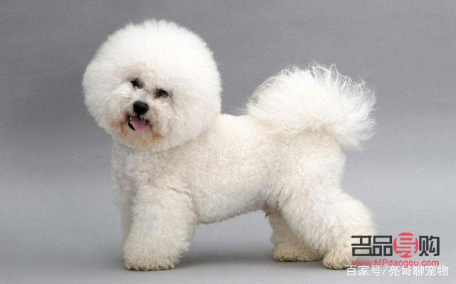 小比熊如何护理身体(小比熊如何护理身体健康)