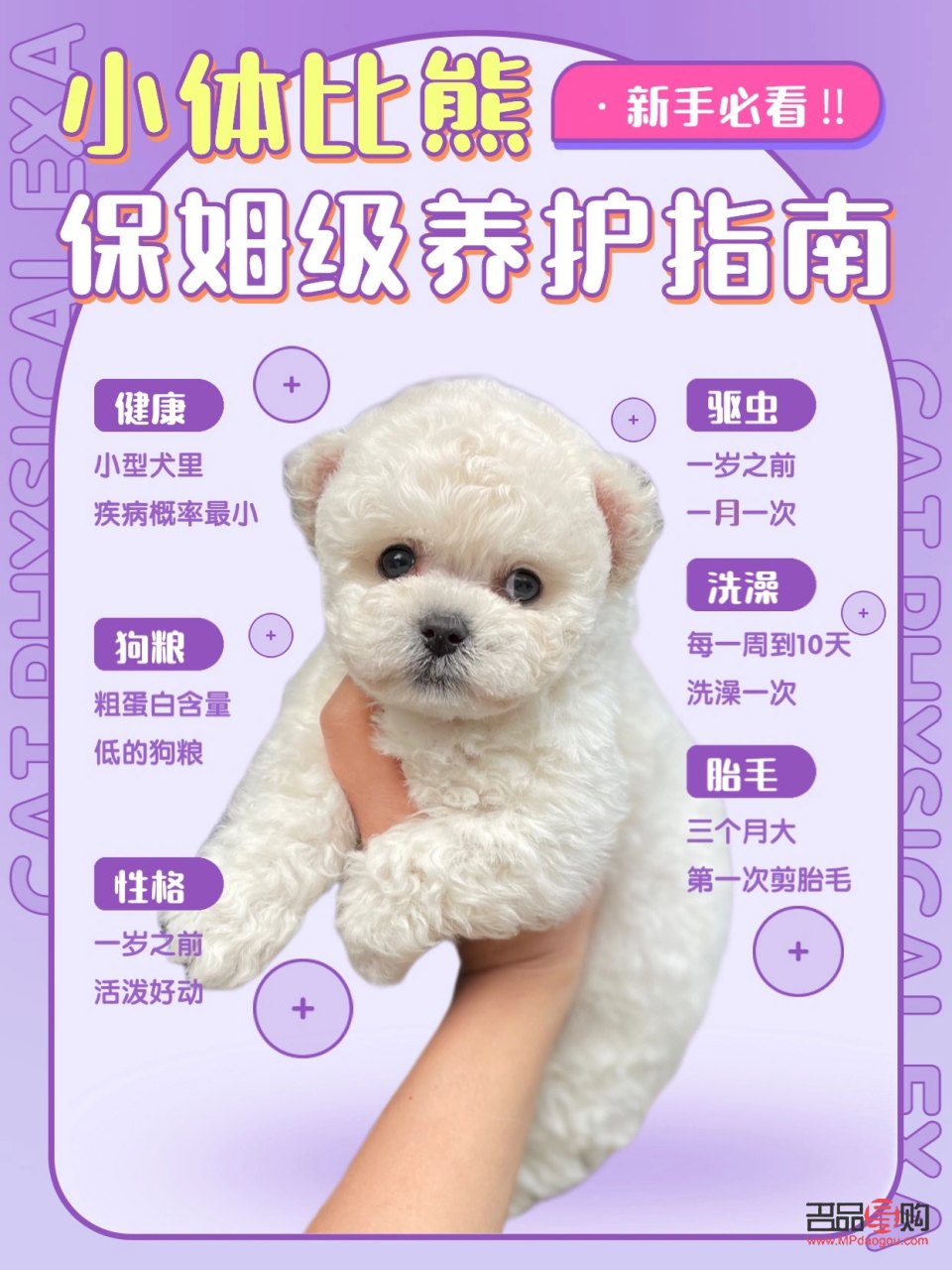 小比熊如何护理身体(小比熊如何护理身体健康)