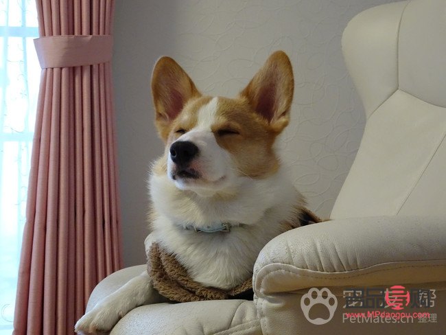 <h3>柯基身体护理全攻略</h3>