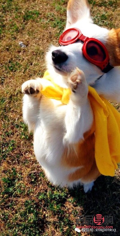 柯基身体护理全攻略