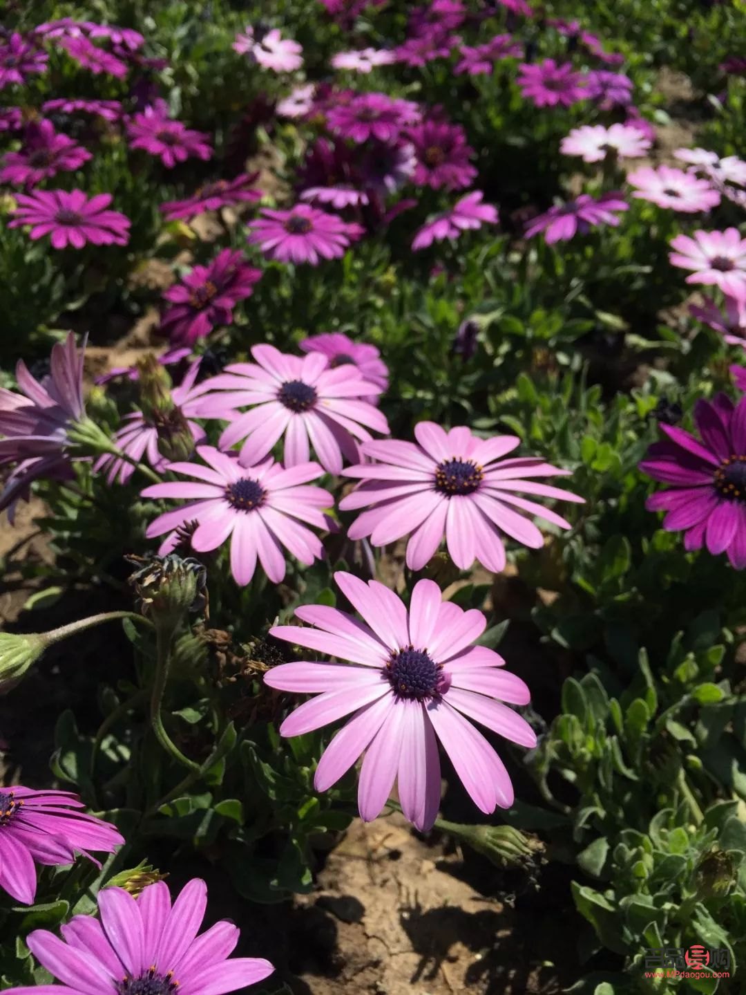 投资纸黄金惨痛教训(投资纸黄金风险大吗)