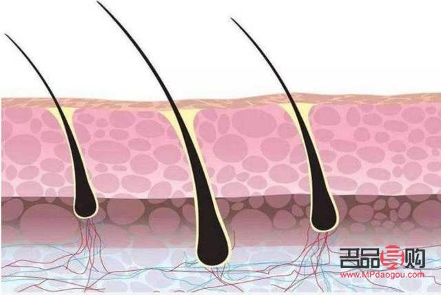 身体四种毛发怎么护理(身体四种毛发怎么护理的)