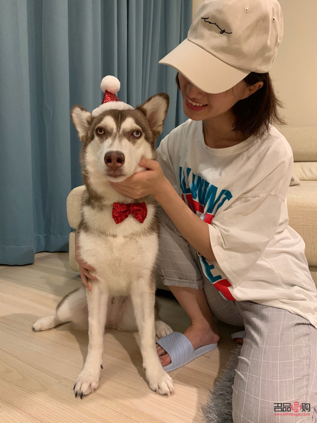 哈士奇主人送礼物好吗(哈士奇主人送礼物好吗视频)