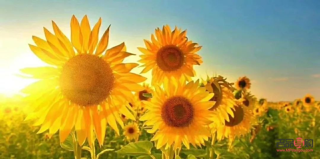 大眼综合效果好吗多少钱(大眼综合效果好吗多少钱)