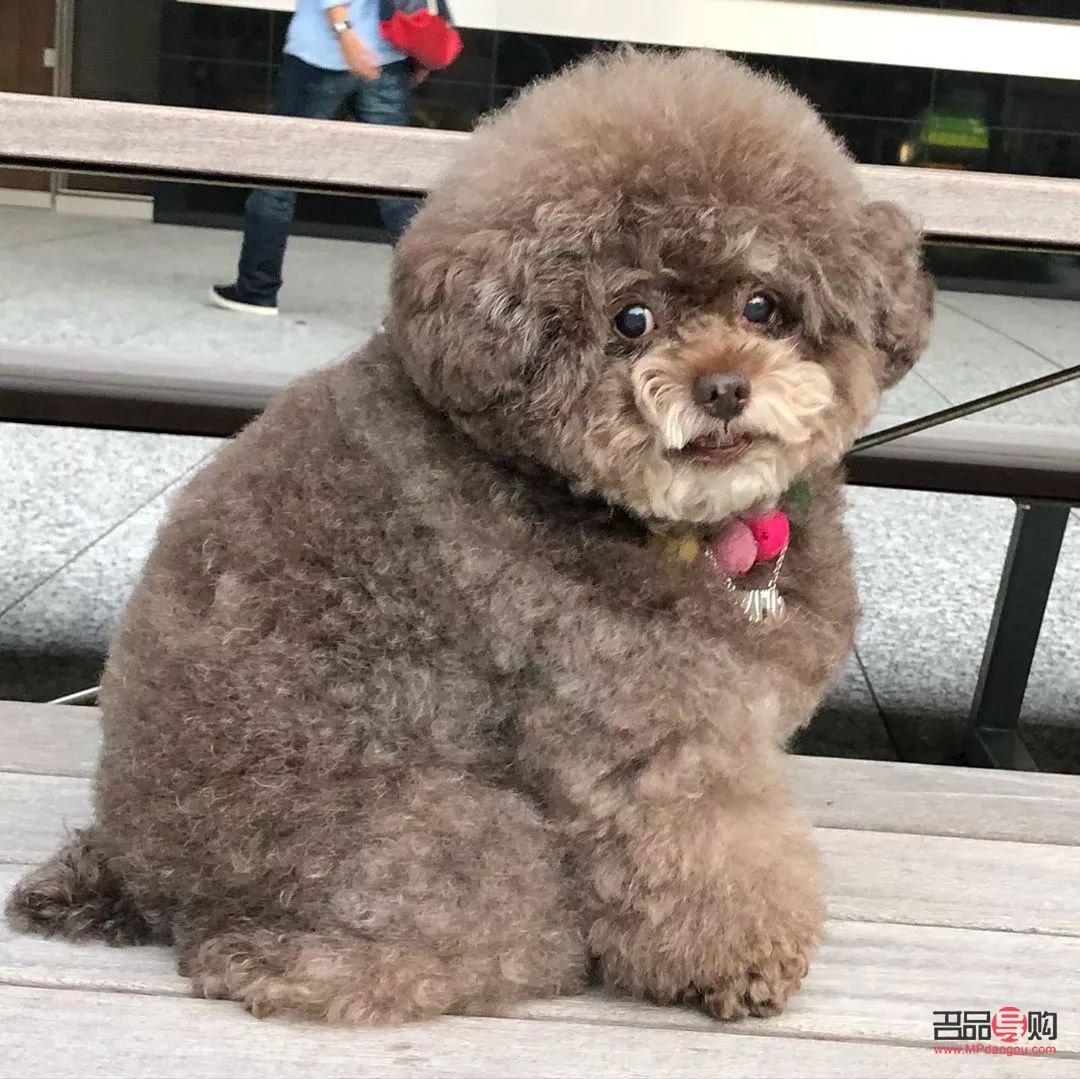 <h3>泰迪身体护理全攻略</h3>