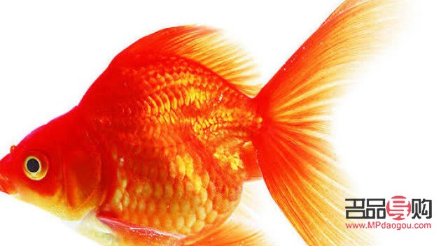 <h3>送礼佳选：寓意吉祥的观赏鱼</h3>