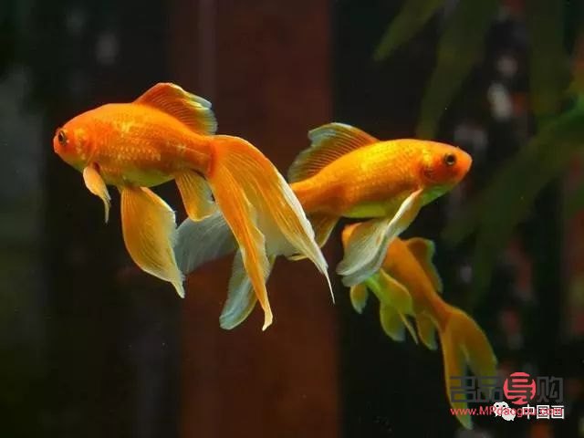 <h3>送礼佳选：寓意吉祥的观赏鱼</h3>