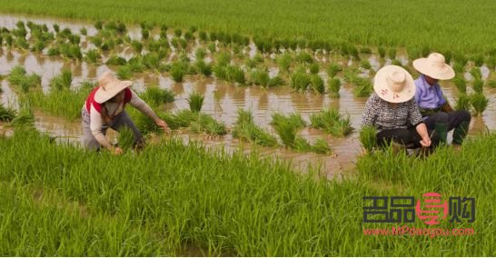 中国农业银行黄金(中国农业银行黄金价格今天多少一克)