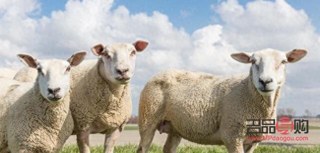 <h1>黄金投资之道:个人如何稳健布局</h1> <h1>黄金投资之道:个人如何稳健布局</h1>