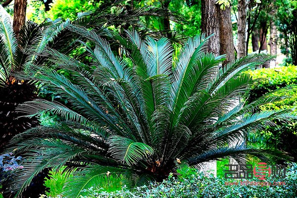 铁树叶可以美容吗(铁树叶可以美容吗图片)