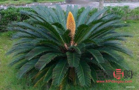 铁树叶可以美容吗(铁树叶可以美容吗图片)